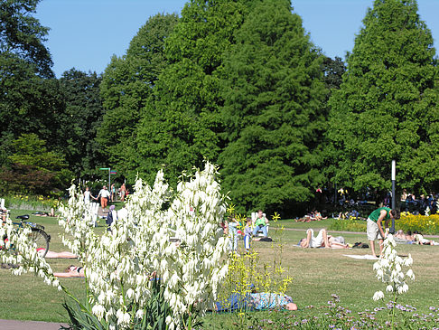 Fotos Planten un Blomen - Gärten