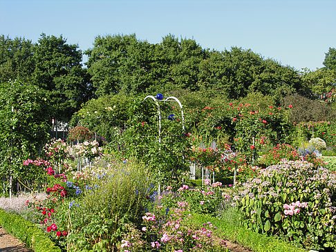Fotos Planten un Blomen - Rosengarten | Hamburg