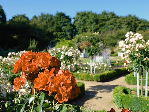 Foto Planten un Blomen - Rosengarten