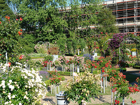 Planten un Blomen - Rosengarten Fotos