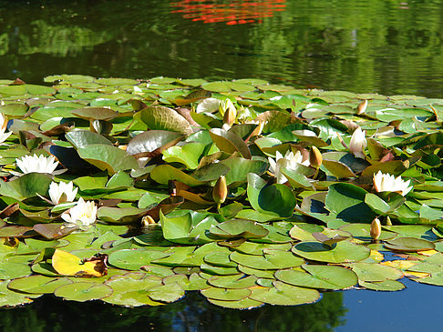 Foto Planten un Blomen - Wasserkaskaden - Hamburg