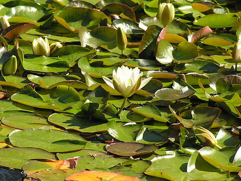 Fotos Planten un Blomen - Wasserkaskaden | Hamburg