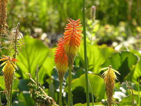 Planten un Blomen - Wiese am Parksee