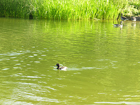 Planten un Blomen - Wiese am Parksee Foto 