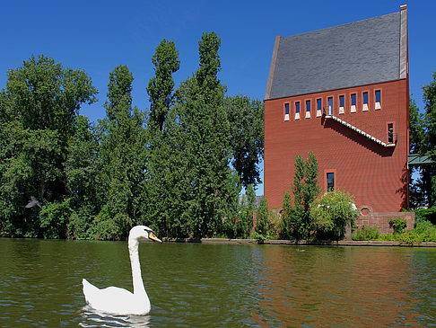 Schwan vor dem Neuen Portikus Fotos