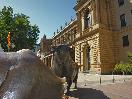 Fotos Bulle und Bär | Frankfurt am Main