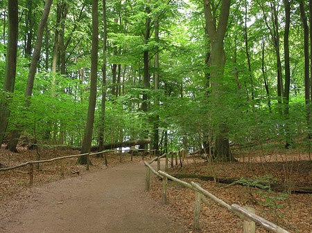 Kreidefelsen Wanderweg Foto 