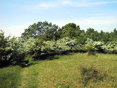Pflanzen in Thiessow