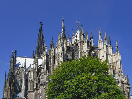 Foto Kölner Dom mit Baum
