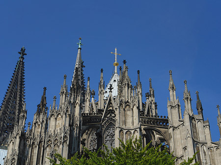 Kölner Dom mit Baum