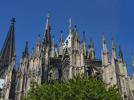 Kölner Dom mit Baum