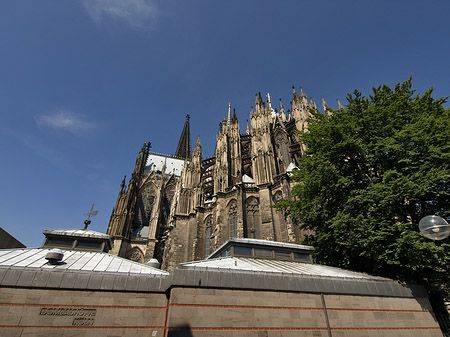 Foto Kölner Dom mit Baum