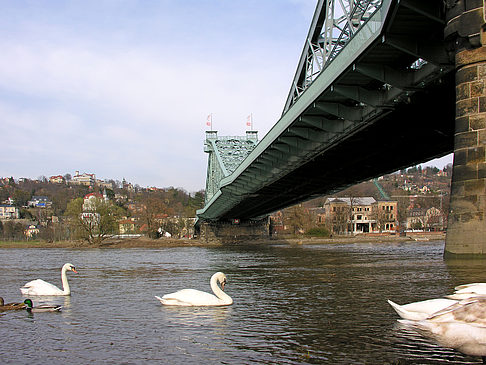 Foto Blaues Wunder - Dresden
