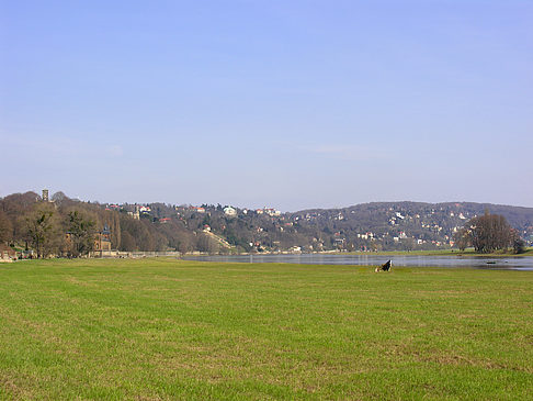 Foto Elbufer - Dresden