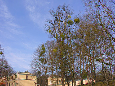 Foto Schloss Albrechtsberg - Dresden